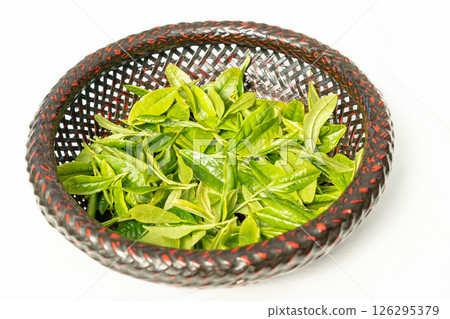 初夏發芽並採摘的第一批茶葉 126295379