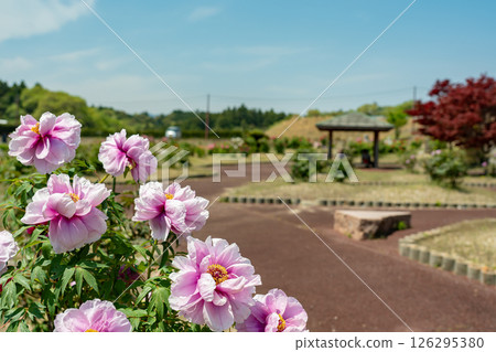 Pale pink peonies blooming in the early summer peony garden at Inabe City Agricultural Park in Mie Prefecture 126295380