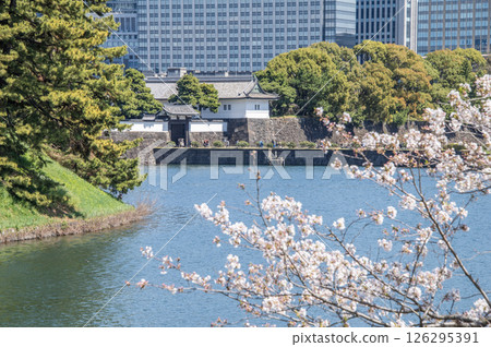 東京千代田區皇居外苑櫻田門和櫻花 126295391