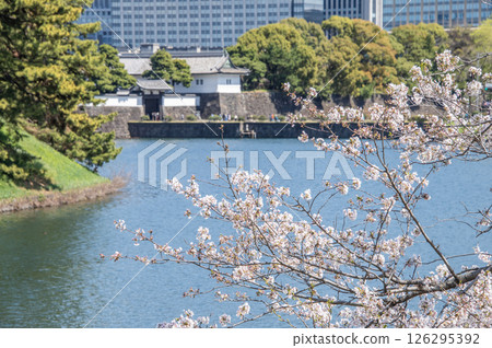 Sakuradamon Gate and cherry blossoms, Imperial Palace Outer Gardens, Chiyoda Ward, Tokyo 126295392