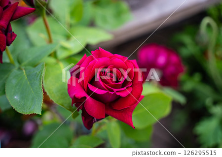 一朵紅玫瑰 126295515