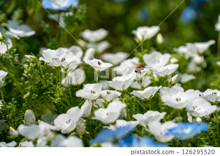粉蝶花和蜜蜂在春天的花壇裡盛開 粉蝶花和蜜蜂在春天的花壇裡盛開 126295520