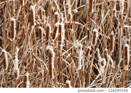 A fluffed cattail cluster 126295548