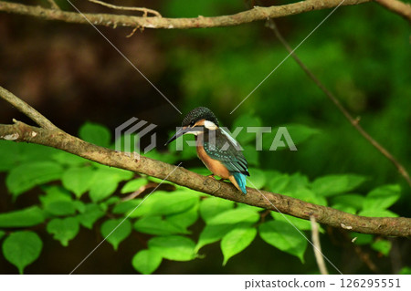 年輕的翠鳥找魚 年輕的翠鳥找魚 126295551