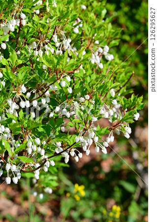 Enkianthus campanulatus - New greenery in the Chichibu Plateau Ranch area - Higashichichibu Village 126295627