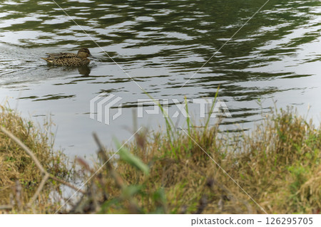秋日景色中，一隻雌性野鴨在池塘水面上游泳 126295705