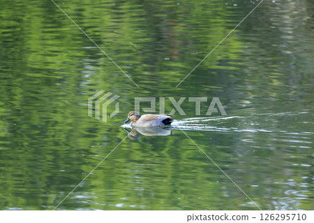 A gadwall swimming on the surface of a pond in autumn scenery A gadwall swimming on the surface of a pond in autumn scenery 126295710