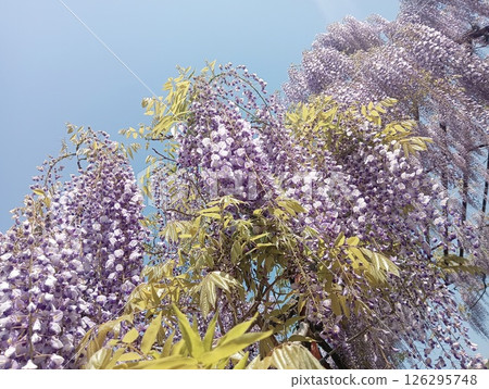 Japan's largest wisteria trellis: Wake Fuji Park 126295748