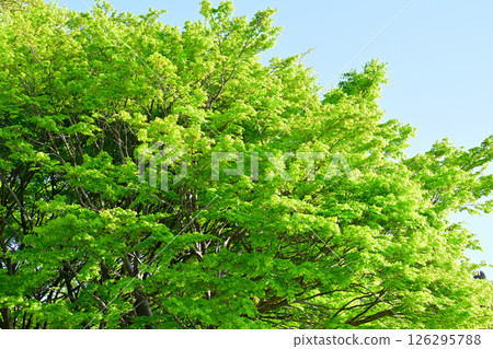 東秩父村秩父高原牧場附近新綠樹閃閃發亮 126295788