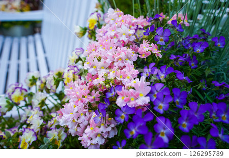 White bench and viola White bench and viola 126295789