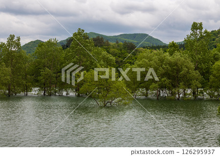 Submerged forest in May 126295937