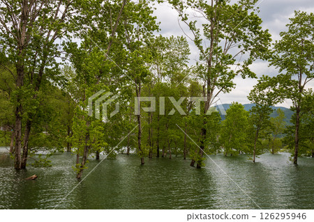 Submerged forest in May 126295946