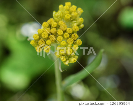 繁縷，菊科二年生植物，開黃花 126295964