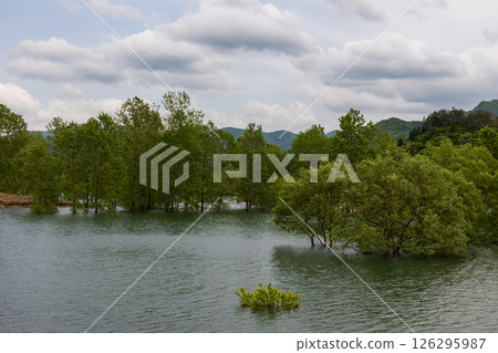 五月的水下森林 五月的水下森林 126295987