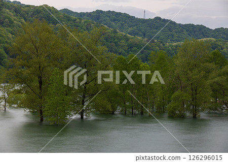 Submerged forest in May Submerged forest in May 126296015