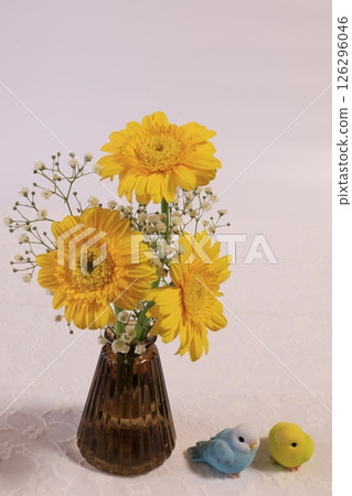 三株非洲菊 126296046