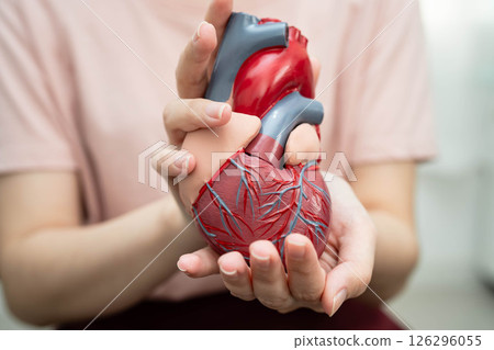 Cardiovascular disease CVD, Asian woman with heart human anatomy model. 126296055