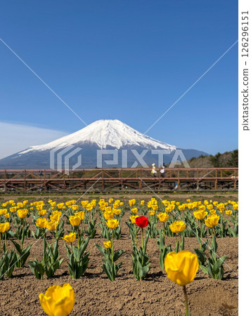 Muketsuki Fuji 126296151
