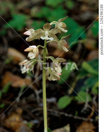 Flowering of terrestrial orchid, Calanthe orchid 126296186