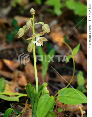 Flowering of terrestrial orchid, Calanthe orchid 126296188