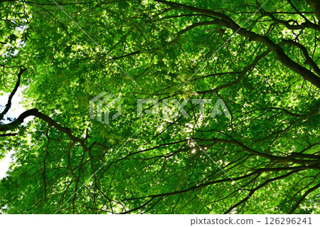 The lush green leaves of maples near Chichibu Kogen Ranch, Higashichichibu Village The lush green leaves of maples near Chichibu Kogen Ranch, Higashichichibu Village 126296241