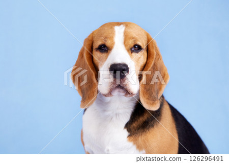 Portrait of a beagle dog looking into the camera on a white background. Portrait of a beagle dog looking into the camera on a white background. 126296491
