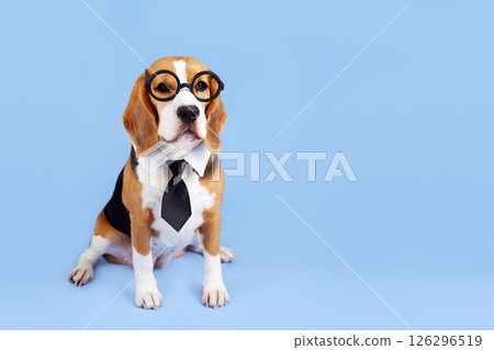 A beagle dog with round glass and a tie on a blue isolated background. A beagle dog with round glass and a tie on a blue isolated background. 126296519