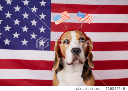 Cute beagle dog with a decoration on his head with an American flag. 126296546