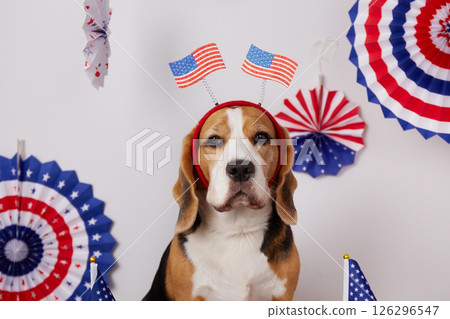 Cute beagle dog with a decoration on his head with an American flag. Cute beagle dog with a decoration on his head with an American flag. 126296547