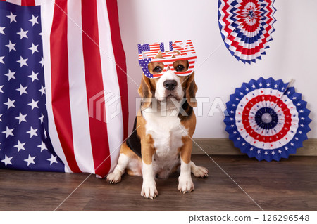 Beagle dog behind the American flag. Happy USA Memorial Day.  126296548