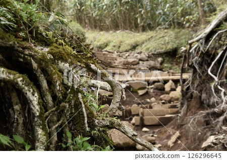 Kintoki mountain climbing 126296645