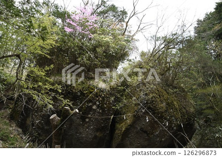 Climbing Mount Kintoki: The Kintoki no Yadoriishi 126296873