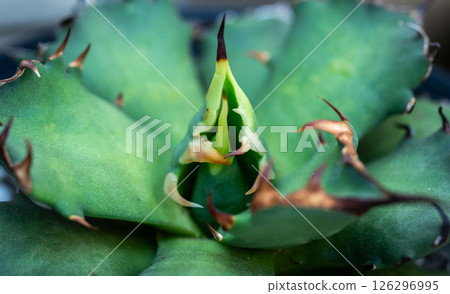 Close up detail of Agave Titanota leaf. Titanota is a succulent, borderline hardy, evergreen perennial forming a rosette of thick. Close up detail of Agave Titanota leaf. Titanota is a succulent, borderline hardy, evergreen perennial forming a rosette of thick. 126296995