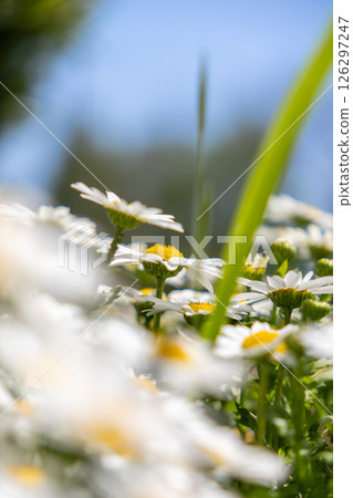 Acanthus flowers blooming against the blue sky 126297247