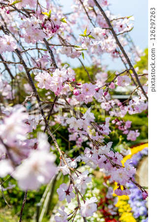 Invited by the cheerful spring 126297263
