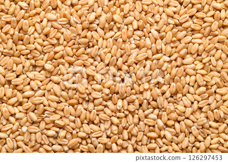 Whole wheat grain texture background, Food ingredient 126297453