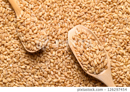 Whole wheat grain with wooden scoop, Food ingredient, Top view 126297454