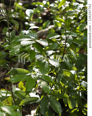 Sunlit forest landscape 126297762