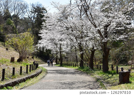 Yokohama City Children's Nature Park walking trails and rows of cherry blossoms in full bloom Yokohama City Children's Nature Park walking trails and rows of cherry blossoms in full bloom 126297810