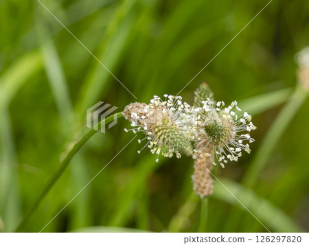 Ribwort flower closeup 126297820