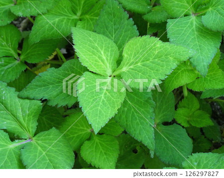 家庭花園裡的三葉草照片 家庭花園裡的三葉草照片 126297827