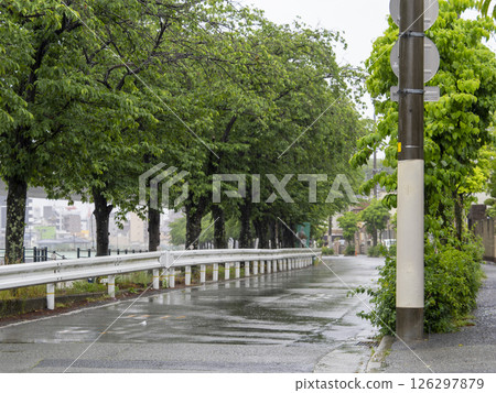 雨中櫻花樹林蔭下的風景 雨中櫻花樹林蔭下的風景 126297879