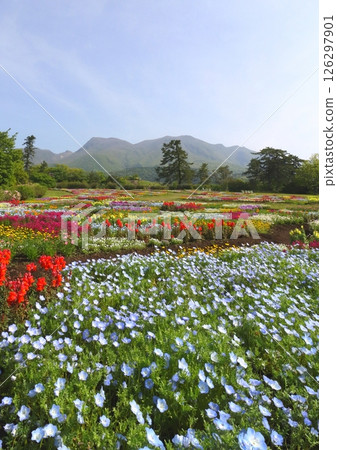 Kuju Mountains and spring colored fields (Kuju Town, Taketa City, vertical composition) Kuju Mountains and spring colored fields (Kuju Town, Taketa City, vertical composition) 126297901