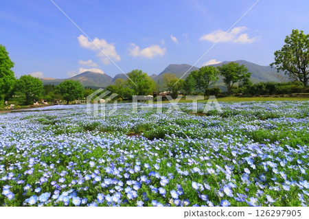 Kuju Mountains and Nemophila fields (Kuju Town, Taketa City) 126297905