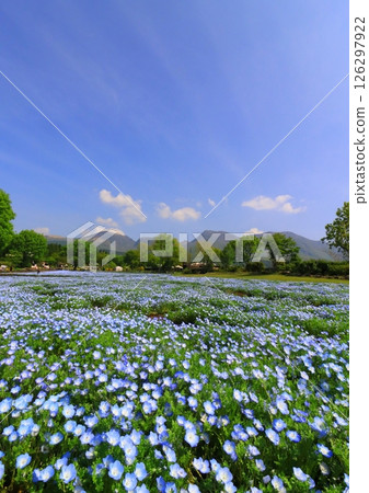 九重連山與粉蝶花田(竹田市九重町,縱貫構圖) 九重連山與粉蝶花田(竹田市九重町,縱貫構圖) 126297922