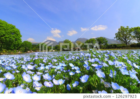 九重山與粉蝶花田(竹田市九重町) 九重山與粉蝶花田(竹田市九重町) 126297923