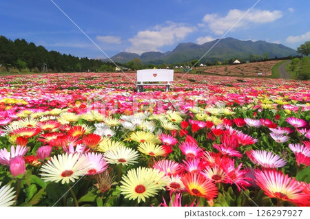 九重山與利文斯頓雛菊田（竹田市九重町） 126297927