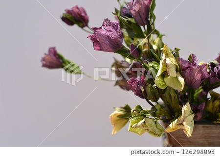 乾燥聖誕玫瑰花和一個錫容器 126298093