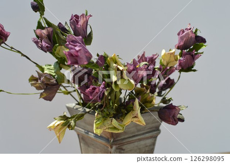Dried Christmas rose flowers and a tin container 126298095