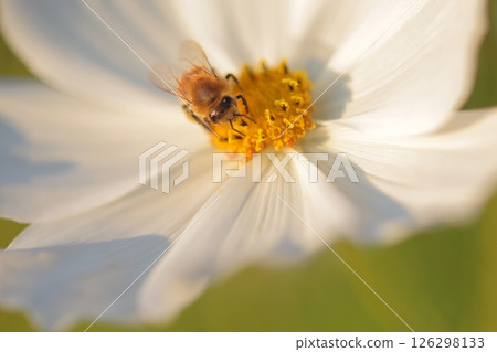 White cosmos and honey bees 126298133
